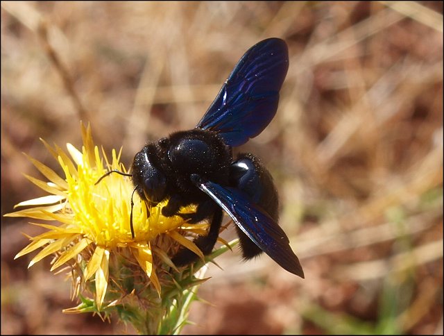 Xylocopa violacea 12
