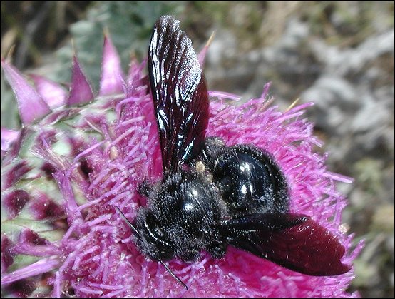 Xylocopa violacea 2