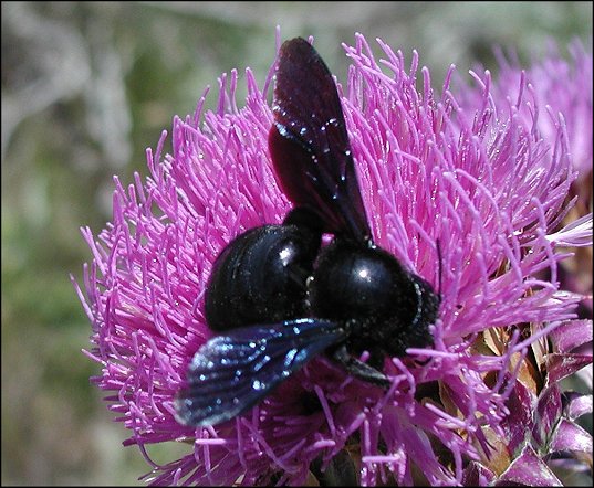 Xylocopa violacea 3