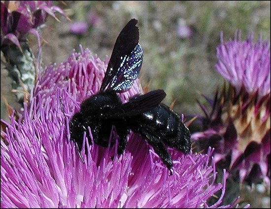 Xylocopa violacea 4