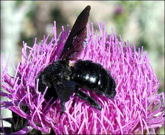 Xylocopa violacea  5