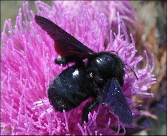Xylocopa violacea 6