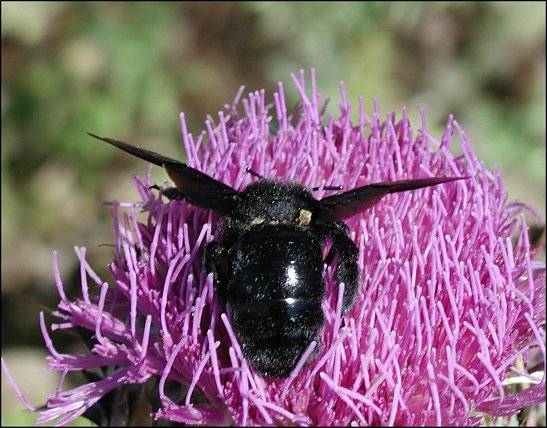 Xylocopa violacea 7