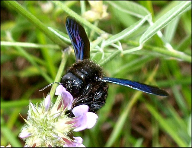 Xylocopa violacea 8