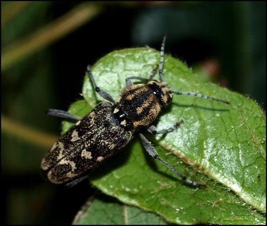 Xylotrechus rusticus 1