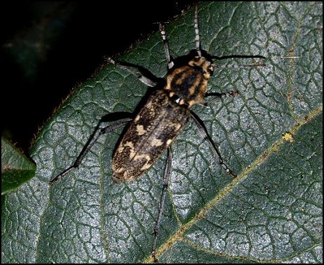 Xylotrechus rusticus 2