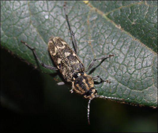 Xylotrechus rusticus 4