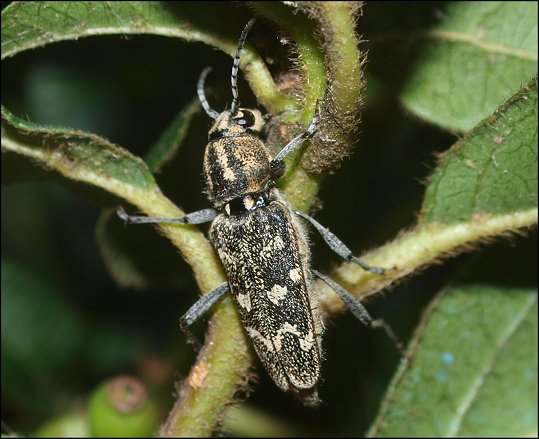 Xylotrechus rusticus 5