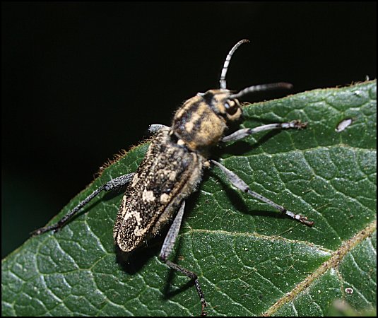 Xylotrechus rusticus 6