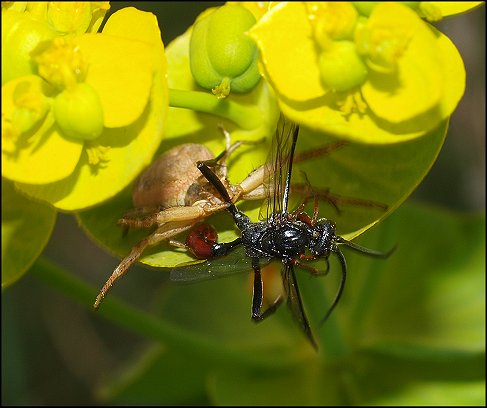 Xysticus sp.1