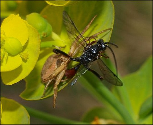 Xysticus sp.2