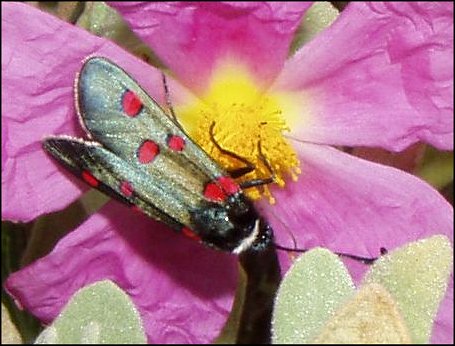 Zygaena lavand. 5