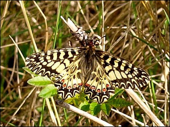 Zerynthia polyxena 1