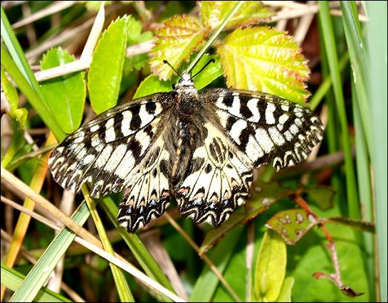 Zerynthia polyxena 10