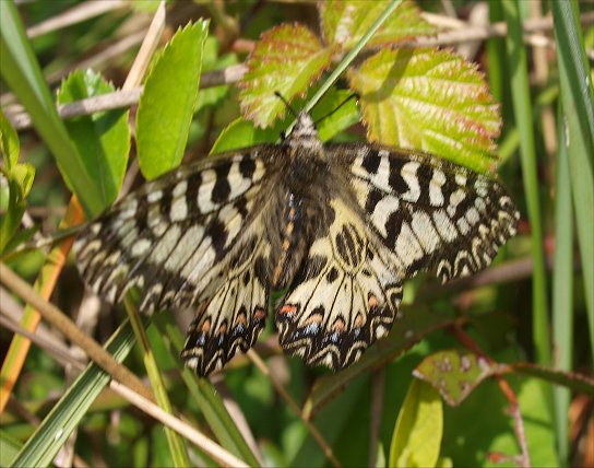 Zerynthia polyxena 13