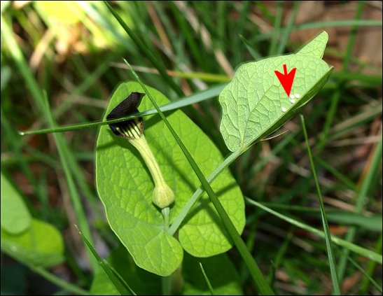 Zerynthia polyxena 14