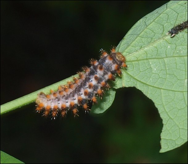 Zerynthia polyxena 16