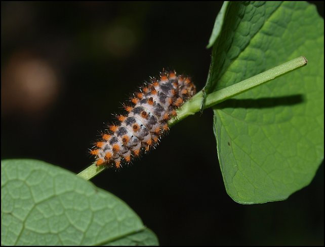 Zerynthia polyxena 17