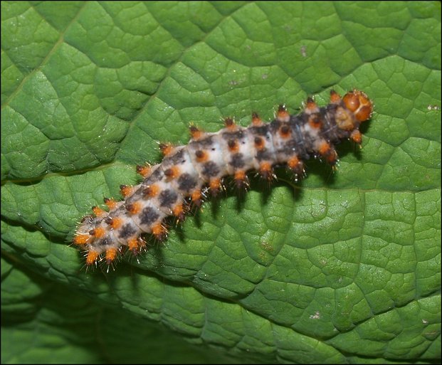 Zerynthia polyxena