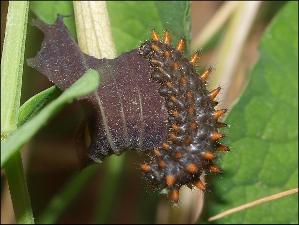 Zerynthia polyxena 19