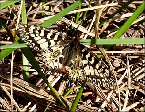 Zerynthia polyxena 2