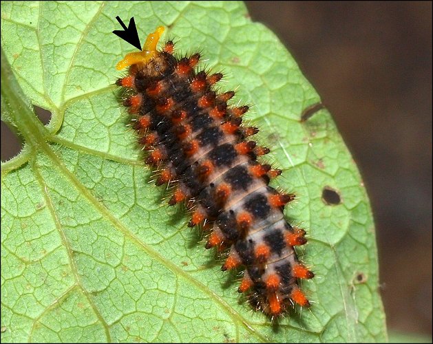 Zerynthia polyxena 21