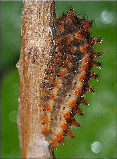 Zerynthia polyxena 23