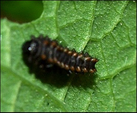 Zerynthia polyxena 25