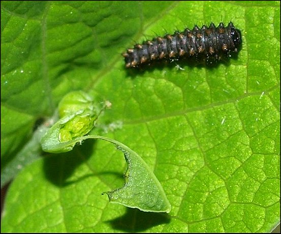 Zerynthia polyxena 26