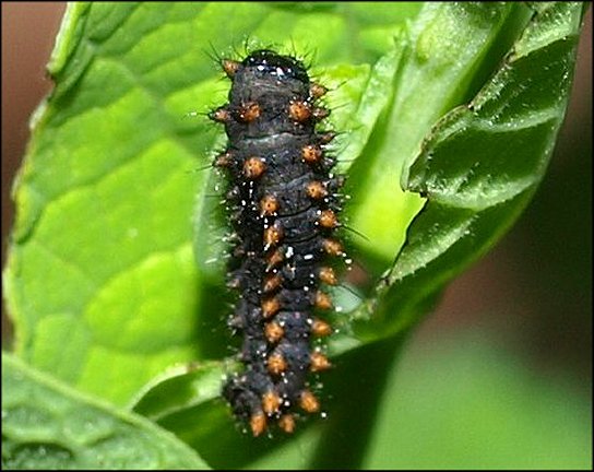 Zerynthia polyxena 27