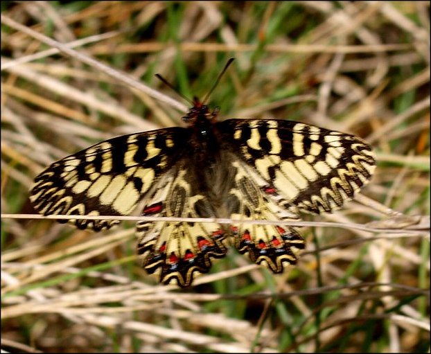 Zerynthia polyxena 29