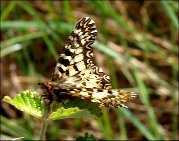 Zerynthia polyxena 30