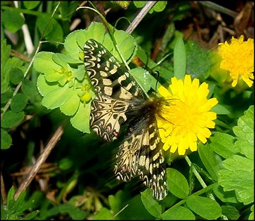 Zerynthia polyxena 4