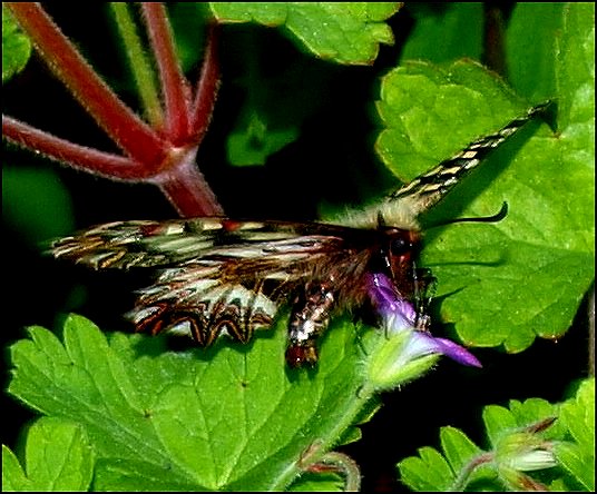 Zerynthia polyxena 6