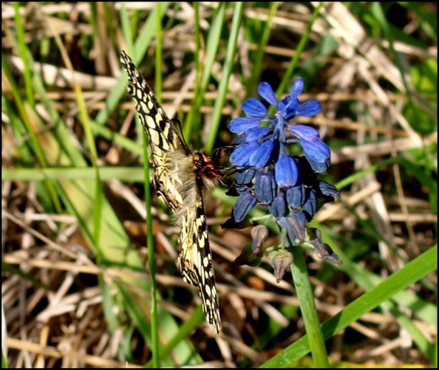 Zerynthia polyxena 7