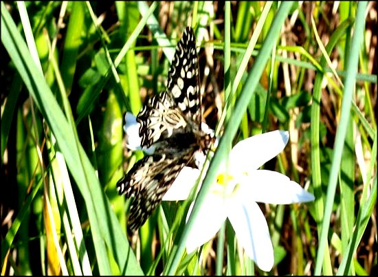 Zerynthia polyxena 8