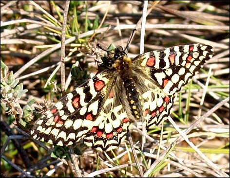 Zerynthia rumina 1
