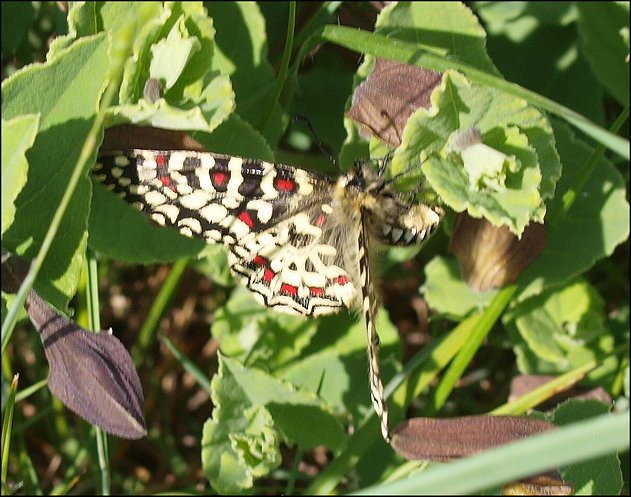 Zerynthia rumina 10