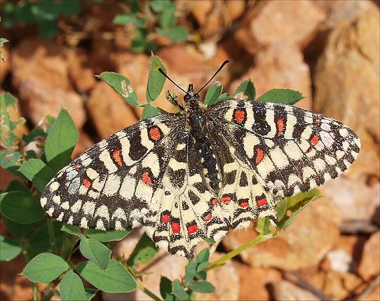 Zerynthia rumina 11