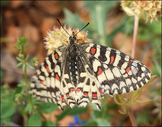 Zerynthia rumina 13