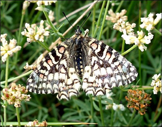 Zerynthia rumina 14