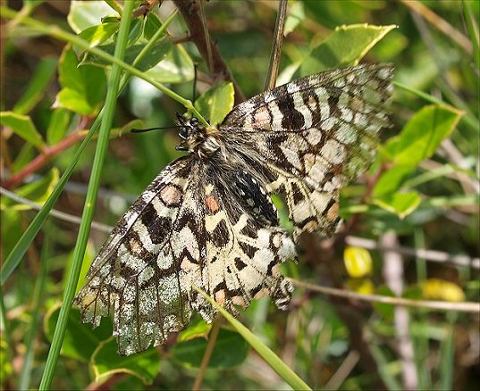 Zerynthia rumina 15
