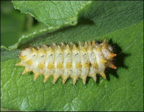 Zerynthia rumina 16