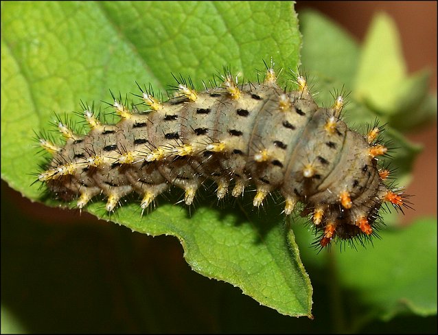 Zerynthia rumina 18