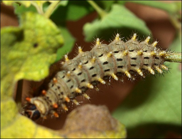Zerynthia rumina 19