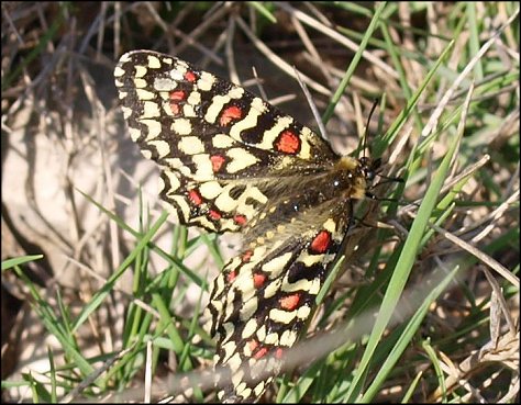 Zerynthia rumina 3