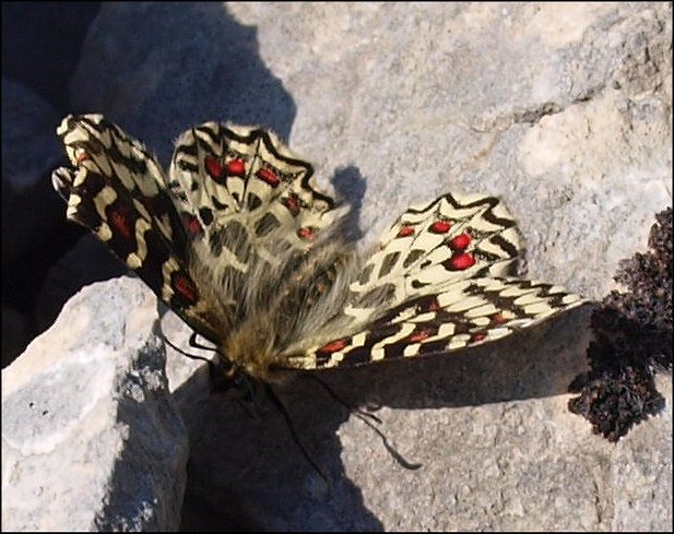 Zerynthia rumina 4