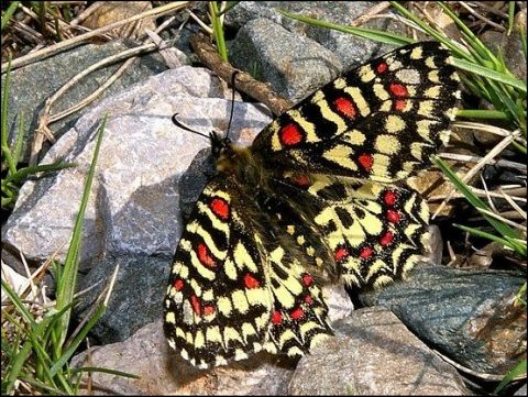 Zerynthia rumina 5