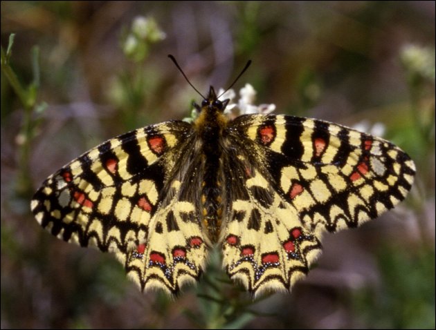 Zerynthia rumina 6