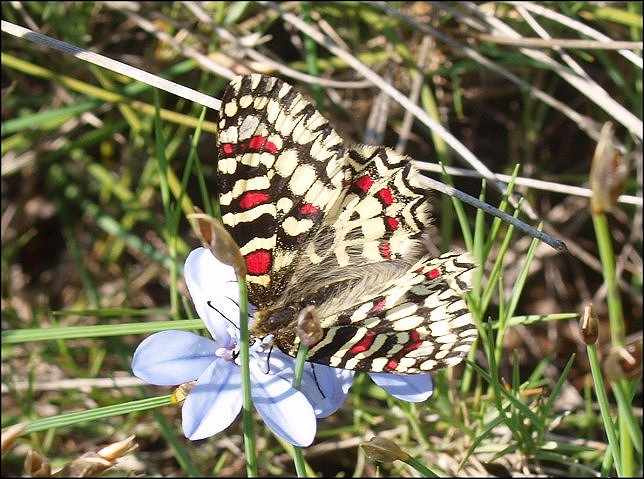Zerynthia rumina 7